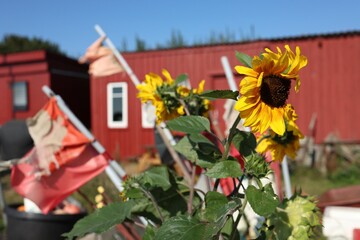 Shallow focus of line Sunflowers in front of Red Barn on a sunny day