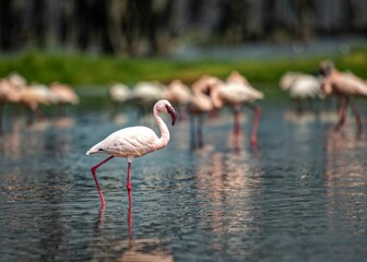 Flock of Greater Flamingoes swimming in the lake