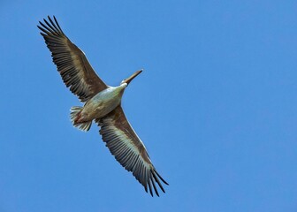 Brown Pelican bird flying in the blue sky, low angle shot