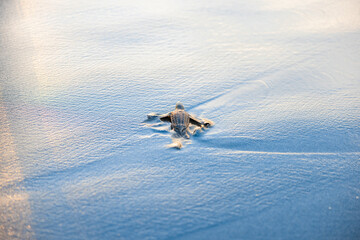small baby leatherback turtle walking on the sand on its way to the sea for the first time on the...