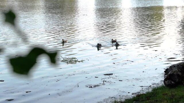 Four ducks swim on surface of flooding Danube River, avoiding sticks, other debris, in Baja, Hungary.