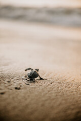 small baby leatherback turtle walking on the sand on its way to the sea for the first time on the beach in the Dominican Republic