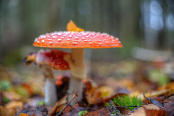 Fly agaric mushrooms in their natural environment.