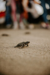 small baby leatherback turtle walking on the sand on its way to the sea for the first time on the beach in the Dominican Republic