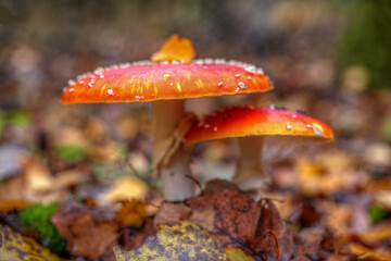 Fly agaric mushrooms in their natural environment.