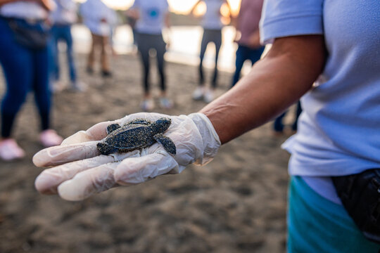 volunteer with white gloves holding a small baby leatherback turtle in her hands on the day of its release on the beach of Haina, Dominican Republic