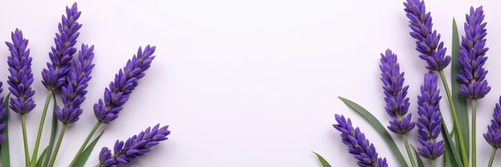 Obraz premium Delicate lavender flowers on a white background, perfect for wellness, herbal products, or floral designs.