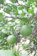 unripe green oranges on tree, close-up of a beautiful orange tree with green oranges, fruit hanging on a tree, Close-up of unripe oranges hanging on a tree, Chakwal, Punjab, Pakistan