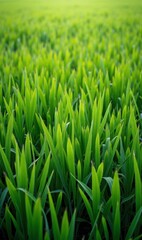 Lush green grass blades in a vibrant field, symbolizing growth, vitality, and nature's beauty. Perfect for eco-friendly projects or agricultural themes.