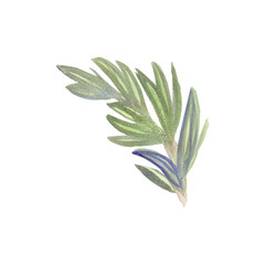 sprig of rosemary composition watercolor illustration isolated on white background base for textile tableware card design