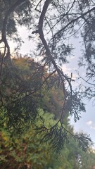 descending branch