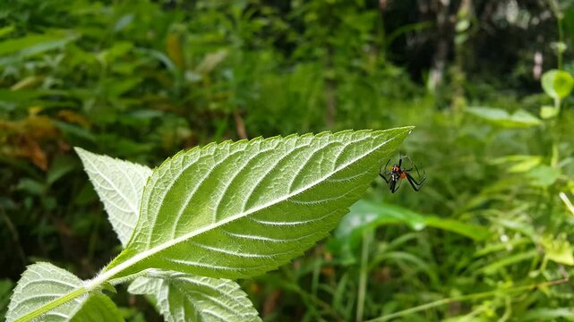 Leucauge fastigata, the pear-shaped leucauge, is a species of spiders in the family Tetragnathidae (long-jawed orb weavers). Found in India, Philippines and Sulawesi. World Environment Day is June 5.