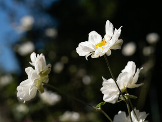美しい白いシュウメイギク