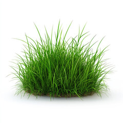 Lush green grass clump isolated on white background.