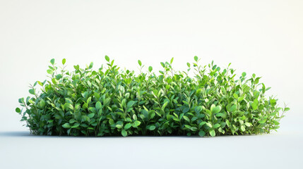Obraz premium Lush green shrub on a white isolated background