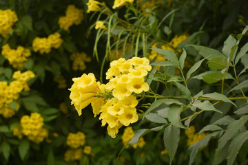 Yellow trumpetbush (Tecoma stans) Called Yellow bell or Yellow Elder Flower, trumpet flower, Beautiful bunch of yellow flowers closeup with green leaves Background, tecoma stans