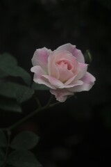 Flower feature, rose with orange and champagne color