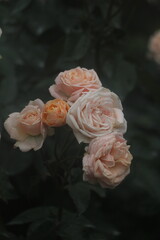 Flower feature, rose with orange and champagne color
