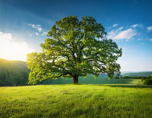 Obraz premium Green oak tree in the morning. Amazing summer landscape.