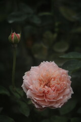 Flower feature, rose with orange and champagne color
