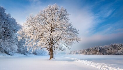 Snow-covered tree in a serene outdoor winter landscape, capturing the calm beauty of nature in the cold season