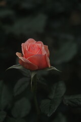 Flower feature, rose with orange and champagne color