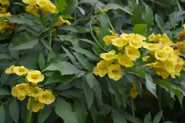 Yellow trumpetbush (Tecoma stans) Called Yellow bell or Yellow Elder Flower, trumpet flower, Beautiful bunch of yellow flowers closeup with green leaves Background, tecoma stans