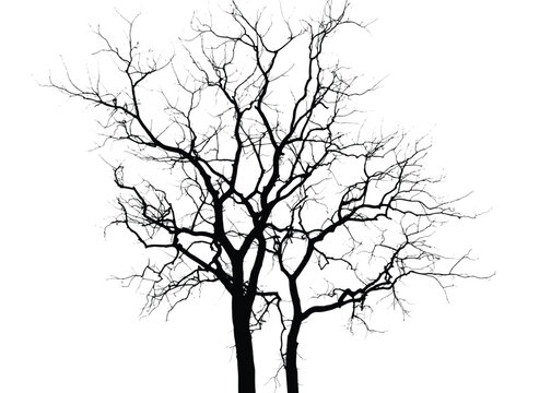 Silhouette of bare tree with branches isolated on white. Black and white vector illustration

