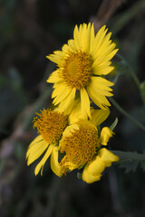Golden Crownbeard (Also called Golden Crownbeard, Copen Daisy, golden crown beard) in the nature, Golden Crownbeard Flower closeup,Beautiful yellow flower closseup in nature Chakwal, Punjab, Pakistan