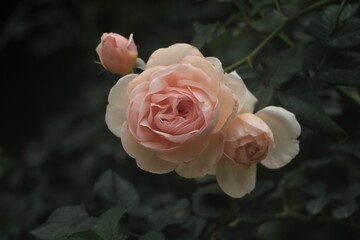 Flower feature, rose with orange and champagne color