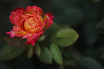Flower feature, rose with orange and champagne color