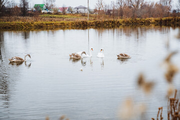 A stunning group of elegant swans is gracefully gliding across a tranquil lake, showcasing the exquisite natural beauty found in the clear water and the surrounding picturesque landscape