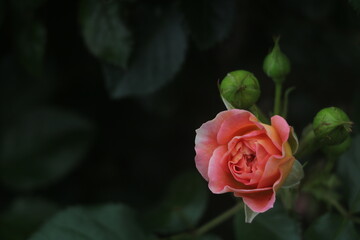 Flower feature, rose with orange and champagne color