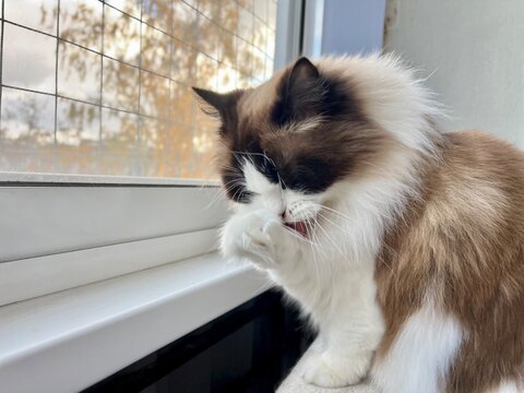 fluffy ragdoll cat two-color bicolor washes on the balcony near the window