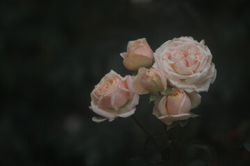 Flower feature, rose with orange and champagne color