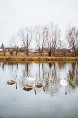 In a picturesque setting, three elegant swans are gracefully swimming in a serene lake, with lush green trees standing tall in the background, enhancing the beauty of this natural landscape