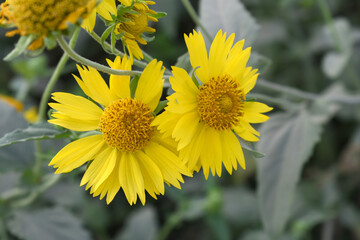 Golden Crownbeard (Also called Golden Crownbeard, Copen Daisy, golden crown beard) in the nature,...