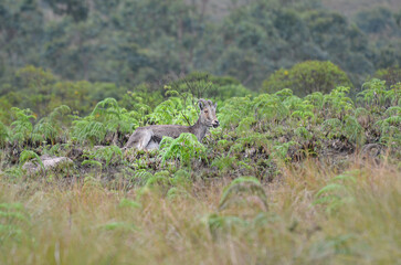 Wild goat Nilgiri Tahr