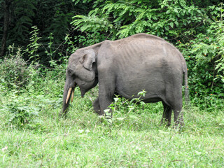 Fototapeta premium Elephants