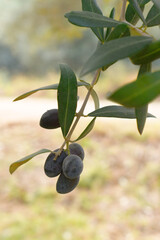 ripe black olives on tree closeup, Olive-tree branch with ripe black olives, olive tree plantation during harvest, ripe black olives on the tree with green leaves, olive tree Chakwal, Punjab, Pakistan