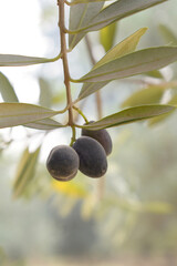 ripe black olives on tree closeup, Olive-tree branch with ripe black olives, olive tree plantation during harvest, ripe black olives on the tree with green leaves, olive tree Chakwal, Punjab, Pakistan