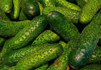 A bunch of green cucumbers are piled on top of each other. The cucumbers are all different sizes and shapes.