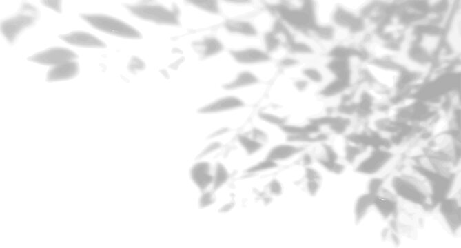 The shadow of many tree leaves on a white wall. Black and white image for photo overlay or mockup