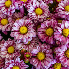 Fototapeta premium Close-up of Beautiful Purple Chrysanthemum Flowers with Yellow Centers, Floral wallpaper.