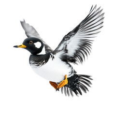 Fototapeta premium Colorful Duck in Mid-Flight Above Clear Water