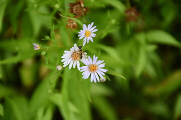 white chamomile flowers in the grass