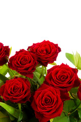 bouquet of red roses on a white background