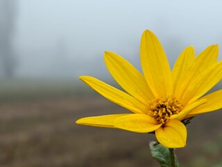 Vibrant yellow flower in misty backdrop