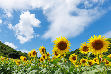 ひまわりが咲く日本の夏のイメージ