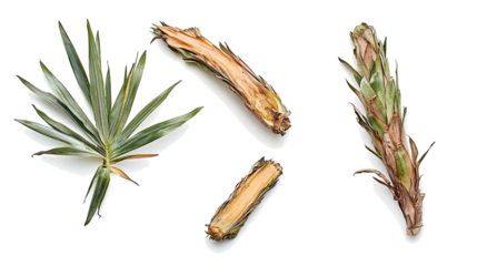 Tropical Foliage Plant Collection Featuring Unique Bush Frames Generative AI